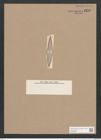 Navicula superimposita A.Schum. (de-Toni-Nr.: Genus 1, Species 663) Zeichnungen Sammlung Grunow Nr. 1256 (NHMW-BOT-W0367899)